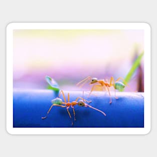 Green tree ants from Northern Australia Magnet